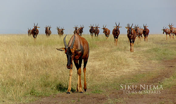 Topi Herd - Masai Mara National Reserve, Kenya